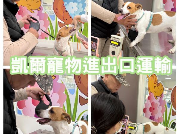 2025/02/21『中國』傑克羅素犬與主人一同飛中國過退休生活啦~~~~~